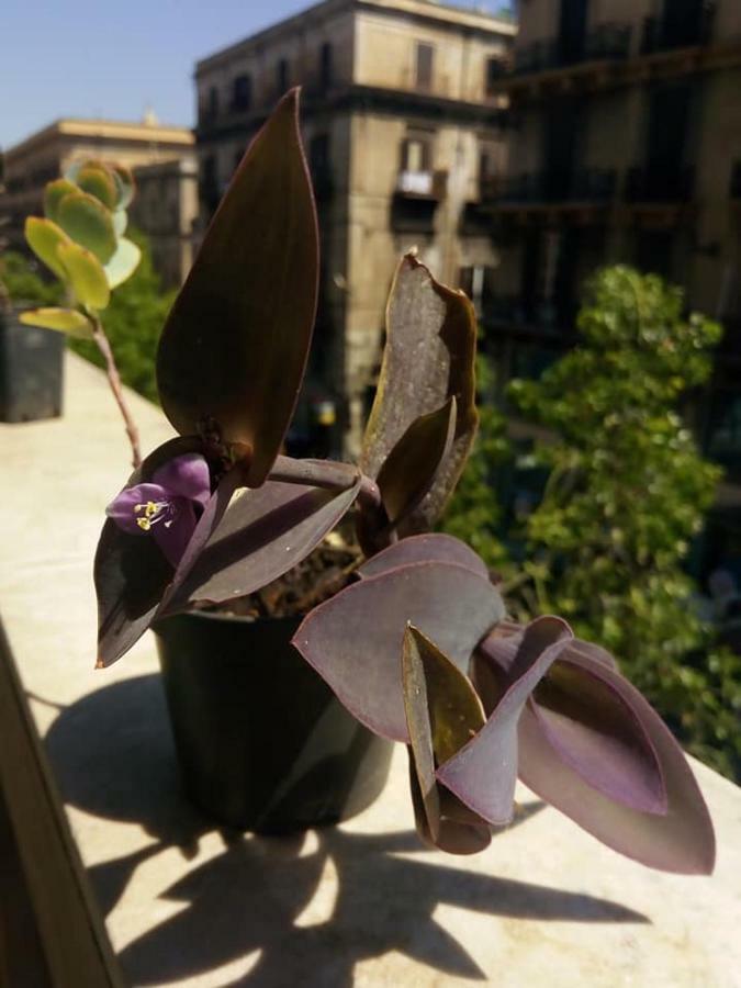 Palazzo Savona Hotel Palermo Luaran gambar